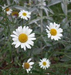 Home Page Image